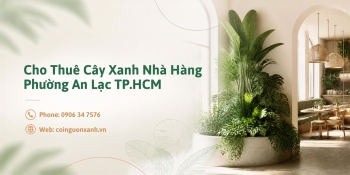 Cho thuê cây xanh nhà hàng ở Phường An Lạc TP.HCM – Đẹp, chuyên nghiệp