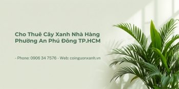 Cho Thuê Cây Xanh Nhà Hàng Ở Phường An Phú Đông TP.HCM – Đẹp, Chuyên Nghiệp