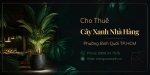 Cho Thuê Cây Xanh Nhà Hàng Ở Phường Bình Quới TP.HCM