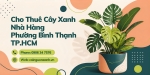 Cho Thuê Cây Xanh Nhà Hàng Ở Phường Bình Thạnh TP.HCM