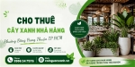 Cho Thuê Cây Xanh Nhà Hàng Ở Phường Đông Hưng Thuận TP.HCM