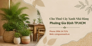 Cho thuê cây xanh nhà hàng ở Phường Gia Định TP.HCM – Không gian xanh chuyên nghiệp