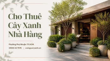 Cho Thuê Cây Xanh Nhà Hàng Ở Phường Phú Nhuận TP.HCM – Không Gian Xanh, Sang Trọng