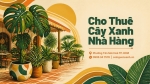 Cho Thuê Cây Xanh Nhà Hàng Ở Phường Tân Sơn Hòa TP.HCM – Không Gian Xanh, Sang Trọng