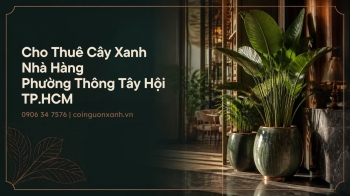 Cho Thuê Cây Xanh Nhà Hàng Ở Phường Thông Tây Hội TP.HCM