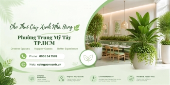 Cho thuê cây xanh nhà hàng ở Phường Trung Mỹ Tây TP.HCM chuyên nghiệp