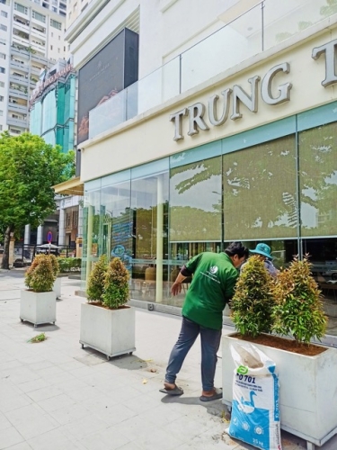 Cho Thuê Cây Xanh Nhà Hàng Tiệc Cưới Ở Phường Khánh Hội TP.HCM