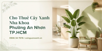 Cho Thuê Cây Xanh Nha Khoa Ở Phường An Nhơn TP.HCM