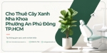 Cho thuê cây xanh nha khoa ở Phường An Phú Đông TP.HCM – Chuyên nghiệp, xanh đẹp