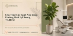 Cho Thuê Cây Xanh Nha Khoa Ở Phường Bình Lợi Trung TP.HCM