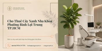 Cho Thuê Cây Xanh Nha Khoa Ở Phường Bình Lợi Trung TP.HCM