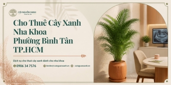Cho Thuê Cây Xanh Nha Khoa Ở Phường Bình Tân TP.HCM – Đẹp, Sạch, Chuyên Nghiệp