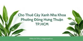 Cho thuê cây xanh nha khoa tại Phường Đông Hưng Thuận TP.HCM