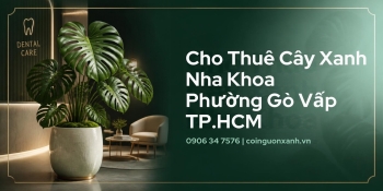Cho Thuê Cây Xanh Nha Khoa Ở Phường Gò Vấp TP.HCM – Không Gian Xanh, Chuyên Nghiệp