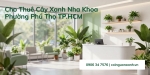 Cho thuê cây xanh nha khoa tại Phường Phú Thọ TP.HCM chuyên nghiệp