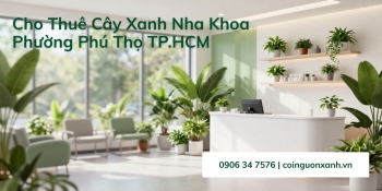 Cho thuê cây xanh nha khoa tại Phường Phú Thọ TP.HCM chuyên nghiệp