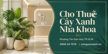 Cho Thuê Cây Xanh Nha Khoa Ở Phường Tân Sơn Hòa TP.HCM – Cội Nguồn Xanh