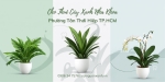 Cho thuê cây xanh nha khoa tại Phường Tân Thới Hiệp TP.HCM