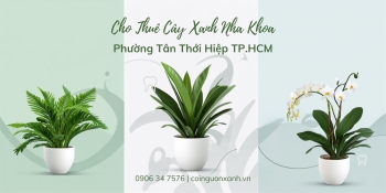 Cho thuê cây xanh nha khoa tại Phường Tân Thới Hiệp TP.HCM