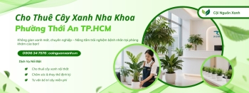 Cho thuê cây xanh nha khoa ở Phường Thới An TP.HCM chuyên nghiệp