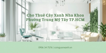 Cho thuê cây xanh nha khoa tại Phường Trung Mỹ Tây TP.HCM