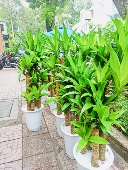 Cung Cấp Dịch Vụ Cho Thuê Cây Xanh Phòng Khám Đa Khoa Quốc Tế Yersin Ở Quận 3 TP.HCM