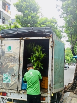 10 Lý Do Khiến Nhiều Doanh Nghiệp Chọn Dịch Vụ Cho Thuê Cây Xanh