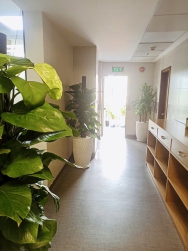 Thuê Cây Xanh Để Giải Hạn Văn Phòng Bí Khí