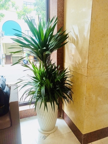 Thuê Cây Xanh Theo Phong Cách Nội Thất – Nên Chọn Sao Cho Đúng?