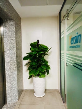 So Sánh Giá Dịch Vụ Cho Thuê Cây Xanh Của Các Nhà Cung Cấp Uy Tín