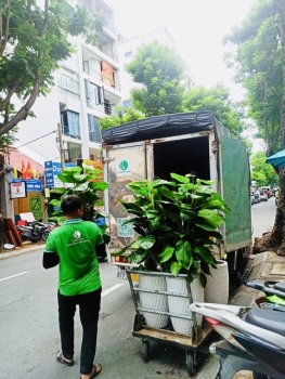 Cho Thuê Cây Xanh Cho Bệnh Viện – Tăng Cảm Giác Bình Yên Cho Bệnh Nhân