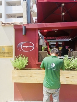 Cho thuê cây xanh quán kem Häagen-Dazs ở Phường Sài Gòn TP.HCM