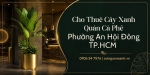 Cho Thuê Cây Xanh Quán Cà Phê Ở Phường An Hội Đông TP.HCM – Không Gian Xanh Thu Hút Khách