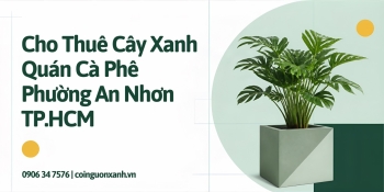 Cho thuê cây xanh quán cà phê ở Phường An Nhơn TP.HCM