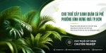 Cho Thuê Cây Xanh Quán Cà Phê Ở Phường Bình Hưng Hòa TP.HCM