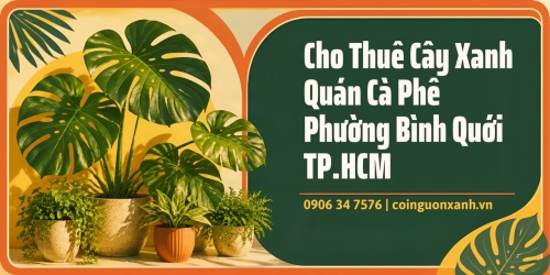 Cho Thuê Cây Xanh Quán Cà Phê Ở Phường Bình Quới TP.HCM
