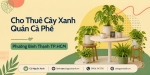 Cho Thuê Cây Xanh Quán Cà Phê Ở Phường Bình Thạnh TP.HCM