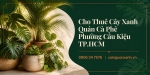 Cho Thuê Cây Xanh Quán Cà Phê Ở Phường Cầu Kiệu TP.HCM – Không Gian Xanh, Thu Hút Khách Hàng