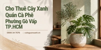 Cho Thuê Cây Xanh Quán Cà Phê Ở Phường Gò Vấp TP.HCM – Không Gian Xanh, Thu Hút Khách Hàng
