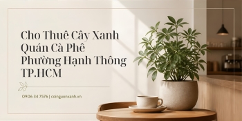 Cho Thuê Cây Xanh Quán Cà Phê Ở Phường Hạnh Thông TP.HCM