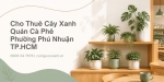 Cho Thuê Cây Xanh Quán Cà Phê Ở Phường Phú Nhuận TP.HCM
