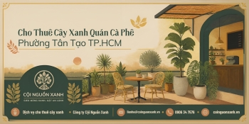 Cho thuê cây xanh quán cà phê ở Phường Tân Tạo TP.HCM – Đẹp, xanh, chuyên nghiệp