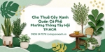 Cho Thuê Cây Xanh Quán Cà Phê Ở Phường Thông Tây Hội TP.HCM