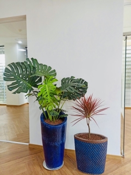 Cách Chọn Cây Thuê Phong Thủy Theo Số Lượng Lá, Chiều Cao & Kiểu Dáng