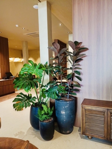 Văn Phòng Mới Setup Có Nên Thuê Cây Xanh Ngay Từ Đầu?