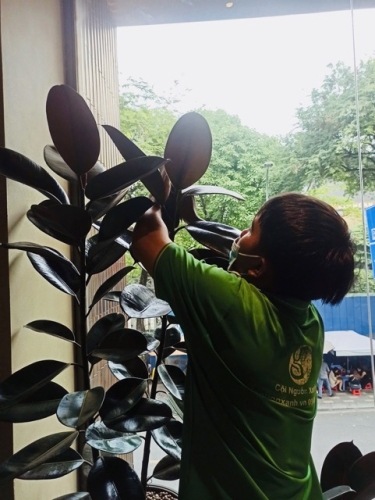 Cho Thuê Cây Xanh Văn Phòng Tại TP.HCM – Cội Nguồn Xanh Có Gì Khác Biệt?