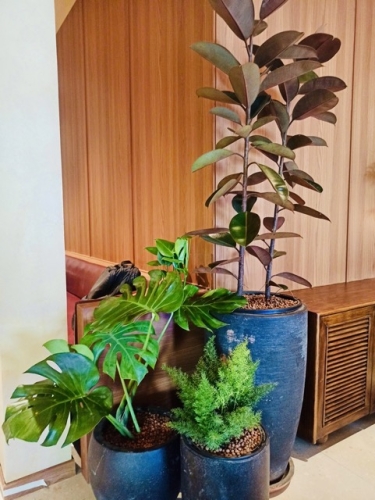 Top Dịch Vụ Cho Thuê Cây Xanh Uy Tín Tại TP.HCM 2026