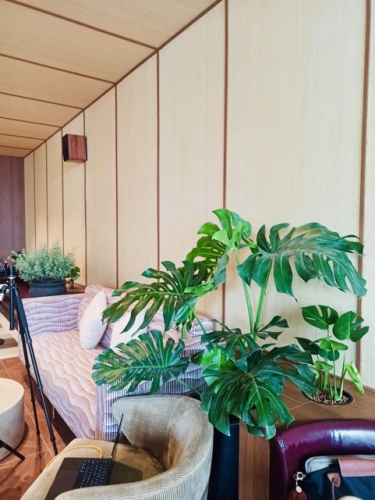 Cho Thuê Cây Xanh Quán Cà Phê Running Bean Ở Phường Sài Gòn TP.HCM