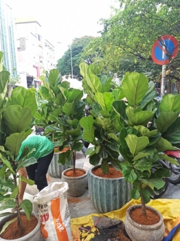 Giải Pháp Cho Thuê Cây Xanh Cá Nhân Hóa Theo Không Gian Văn Phòng