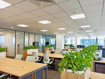 Thuê Cây Xanh Văn Phòng – Đầu Tư Nhỏ, Hiệu Quả Lớn